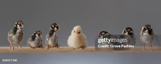 7 baby pet chickens on a perch. - wyandotte plateado fotografías e imágenes de stock