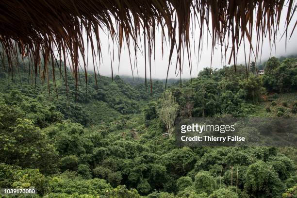 The jungle covers Doi Pha Mee, a mountain range north of the Tham Luang cave. Twelve boys, members of the football team Wild Boars, aged 11 to 17 and...