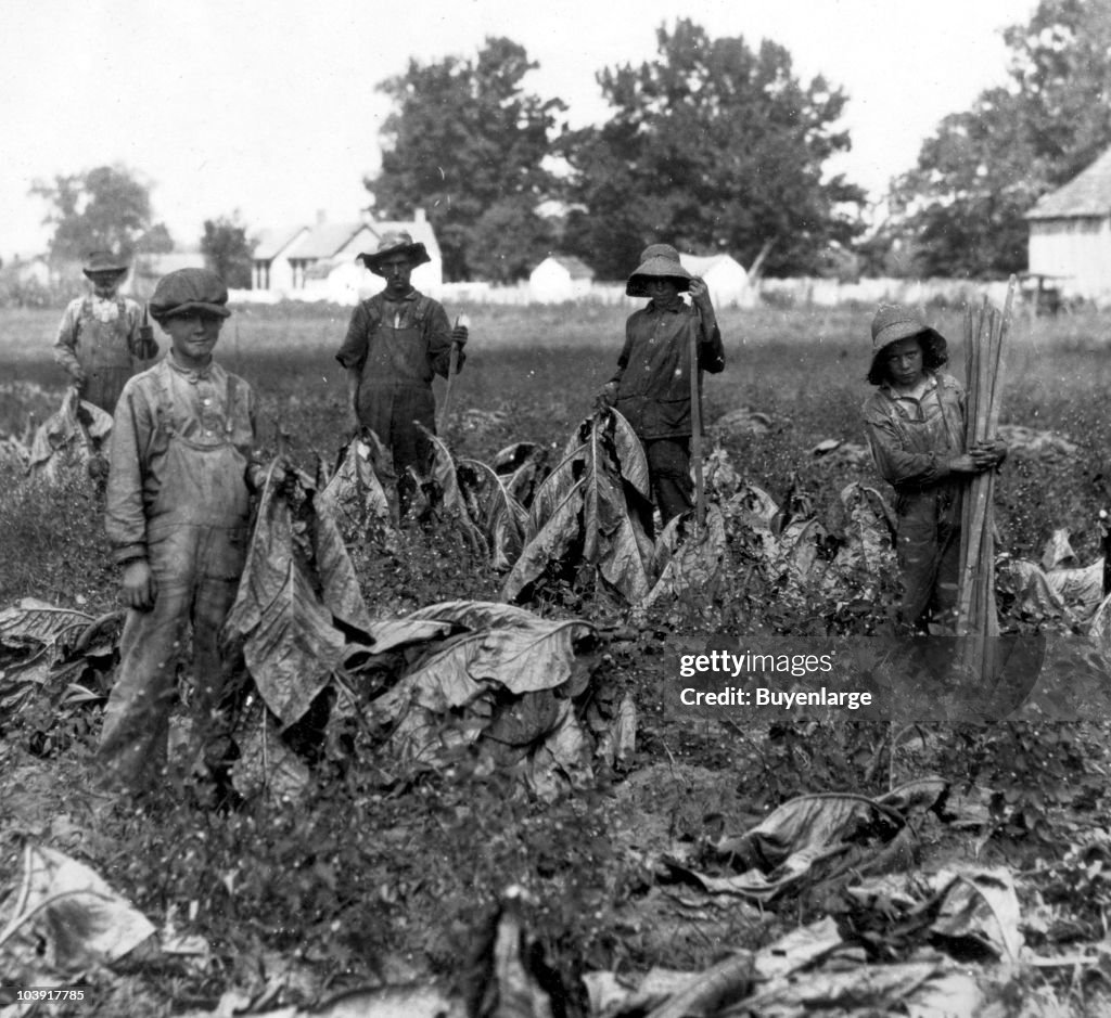 Harvesting Tobacco In Kentucky