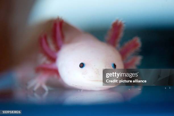 An axolotl , also known as a Mexican salamander or a Mexican walking fish, swims in a tank at the Center for Regenerative Therapies at the Technical...