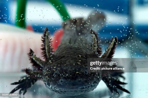 An axolotl , also known as a Mexican salamander or a Mexican walking fish, swims in a tank at the Center for Regenerative Therapies at the Technical...