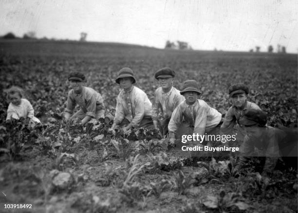 All these children were working in the sugar beets for Louis Startz, a farmer near Fond du Lac, Wisconsin, 1915. The children are brought out from...