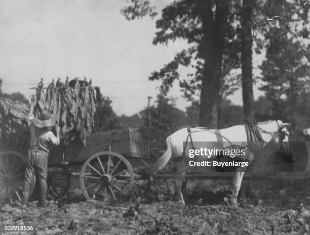 Boy of eighteen helps his father load tobacco on a farm in Hebbardville, KY, 1916.
