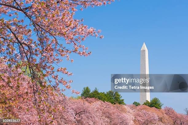 cherry blossoms in front of washington monument - washington dc spring stock pictures, royalty-free photos & images