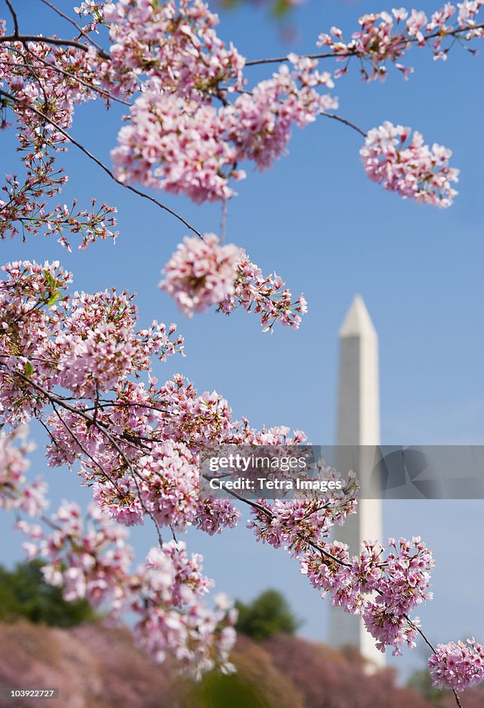 Cherry blossoms in front of Washington Monument