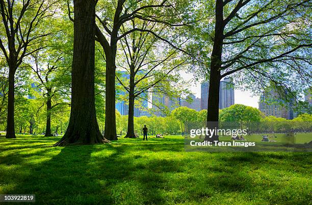 great lawn in central park - park foto e immagini stock