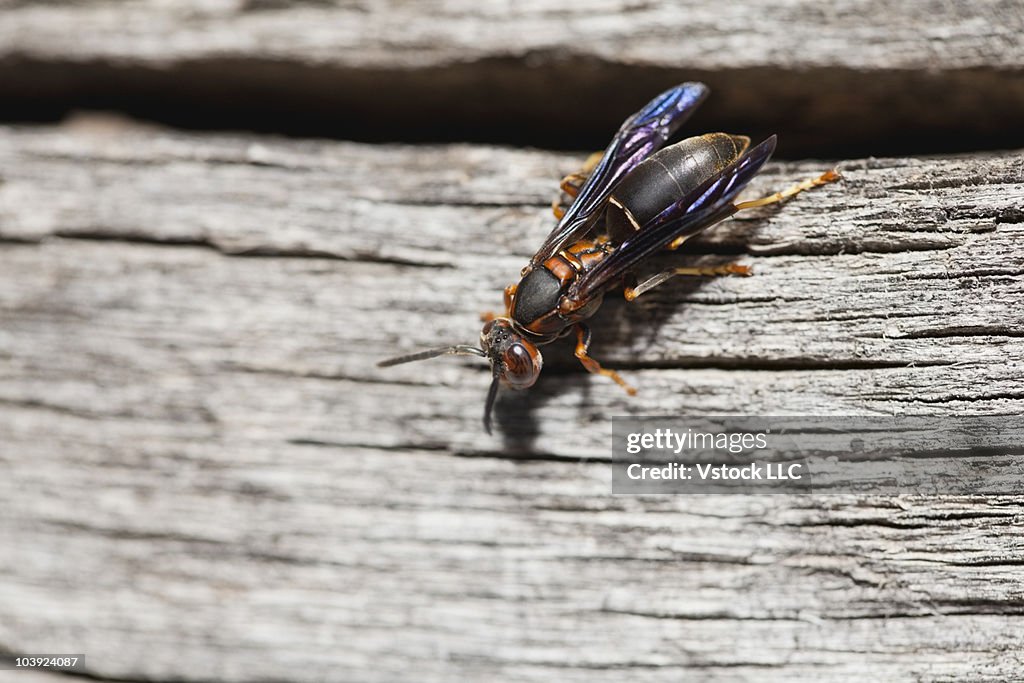 Cottage Insect Insect Of Wall Of Log Cabin High-Res Stock Photo - Getty Images