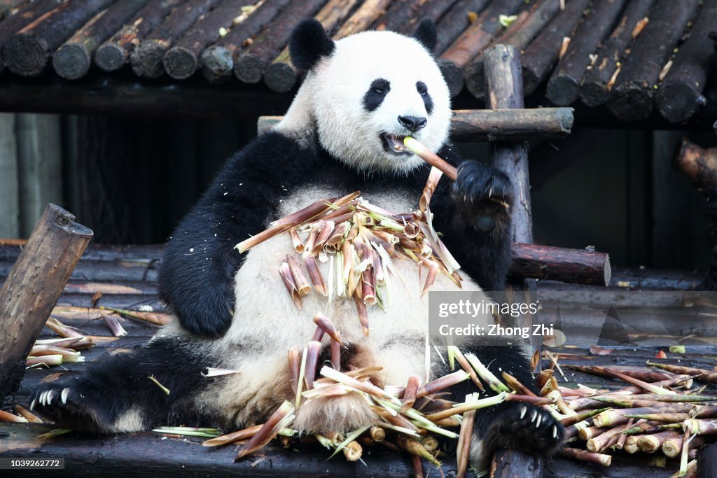 Chengdu Giant Panda Breeding Research Base