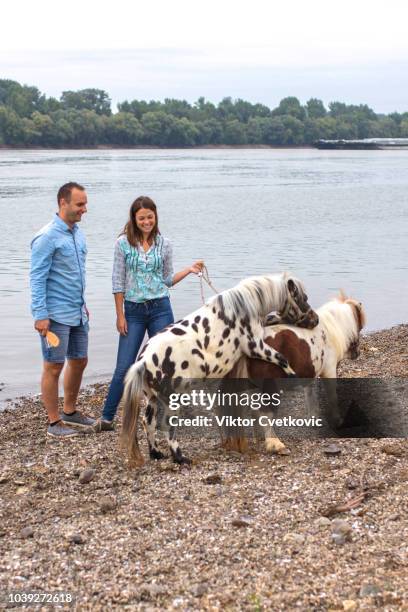 coppia eccitata con pony sul fiume - danube river foto e immagini stock