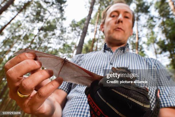 Christan C. Voigt from the Leibniz Institute for Zoo and Wildlife Research holds a bat of the species common noctule in a forest south of...