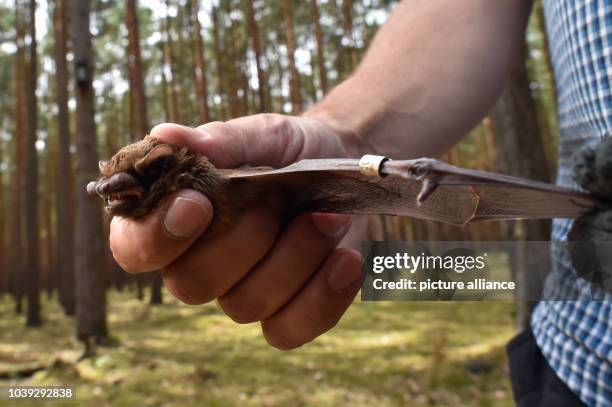 Christan C. Voigt from the Leibniz Institute for Zoo and Wildlife Research holds a bat of the species common noctule in a forest south of...