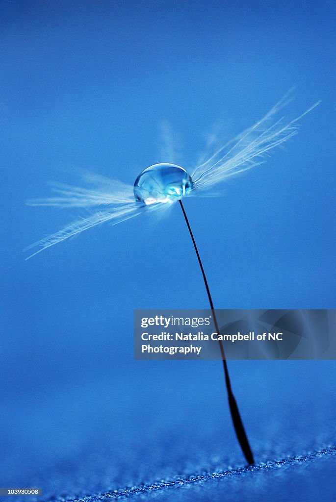 Drop on a dandelion seed