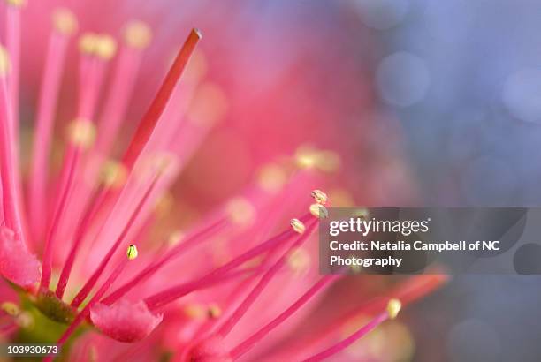 pohutukawa flowers. - pohutukawa tree stock pictures, royalty-free photos & images