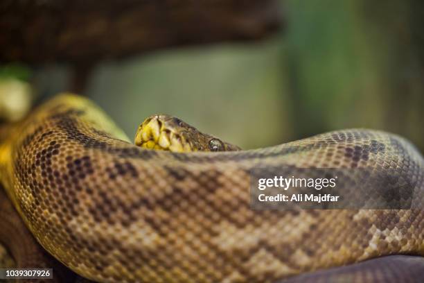 Rough Scale Python Photos and Premium High Res Pictures - Getty Images
