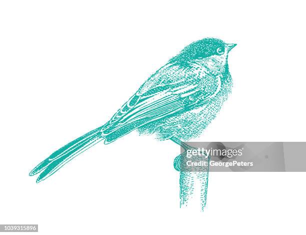 stipple illustration of a chickadee perching - chickadee stock illustrations