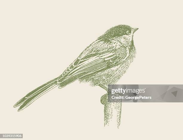stipple illustration of a chickadee perching - chickadee stock illustrations