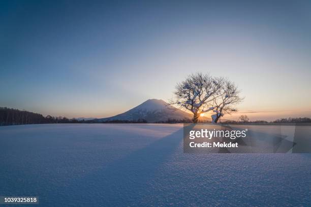 the morning scenery of the famous twin cherry trees and mt yotei in winter, hokkaido, japan. - 北海道 個照片及圖片檔
