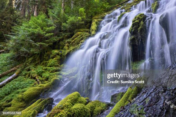 proxy falls, willamette national forest, oregon - willamette valley stock pictures, royalty-free photos & images