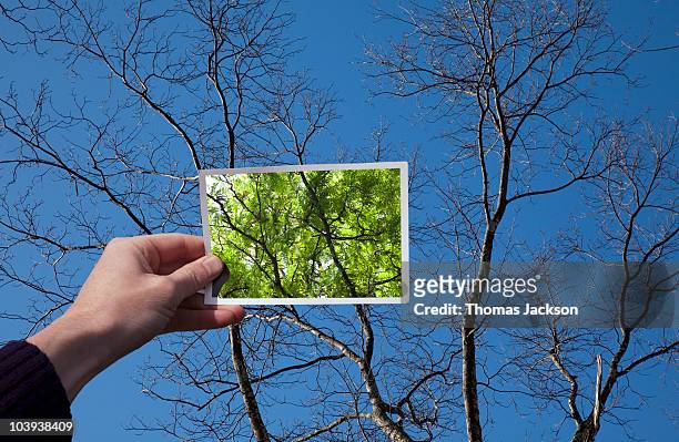 hand holding snapshot of trees - hoffnung stock-fotos und bilder