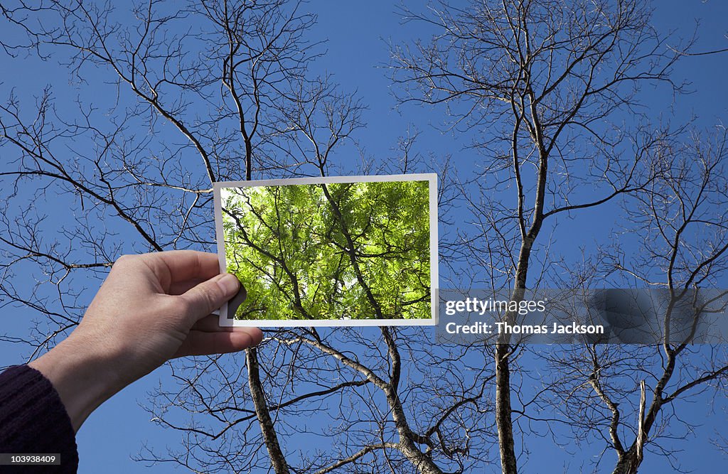 Hand holding snapshot of trees