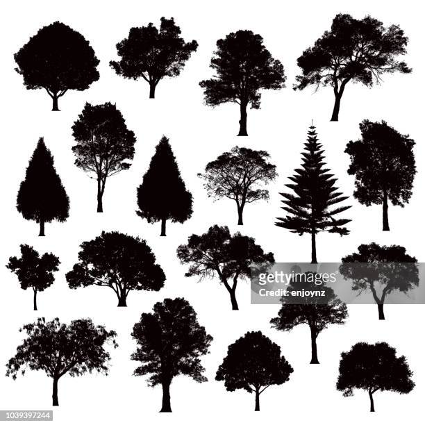 ilustraciones, imágenes clip art, dibujos animados e iconos de stock de siluetas de árbol detallado - ilustración - árbol tropical