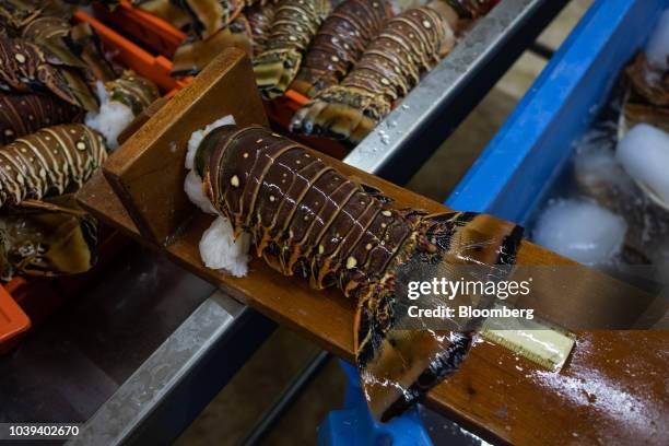 Lobster tail sits after being measured at a packing facility in Progreso, Yucatan state, Mexico, on Wednesday, Sept. 5, 2018. The Mexican economy is...