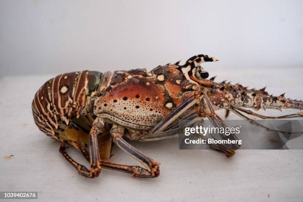 Lobster sits at a packing facility in Progreso, Yucatan state, Mexico, on Wednesday, Sept. 5, 2018. The Mexican economy is set to expand 2.1% through...