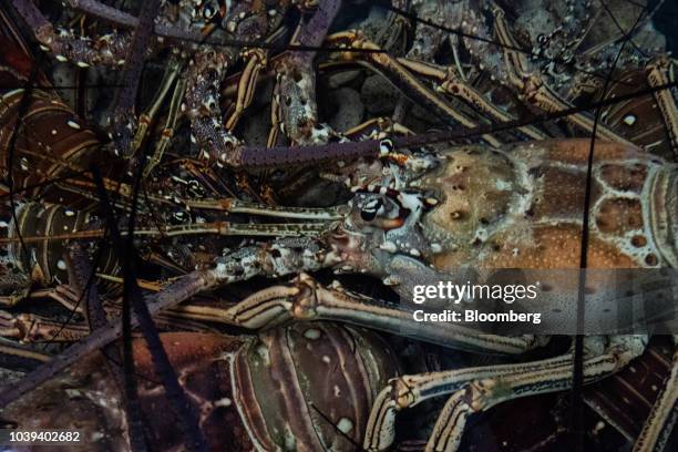 Live lobsters sit in a tank at a packing facility in Progreso, Yucatan state, Mexico, on Wednesday, Sept. 5, 2018. The Mexican economy is set to...