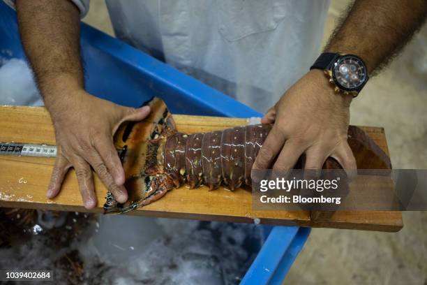 Worker measures a lobster tail at a packing facility in Progreso, Yucatan state, Mexico, on Wednesday, Sept. 5, 2018. The Mexican economy is set to...