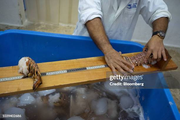 Worker measures a lobster tail at a packing facility in Progreso, Yucatan state, Mexico, on Wednesday, Sept. 5, 2018. The Mexican economy is set to...