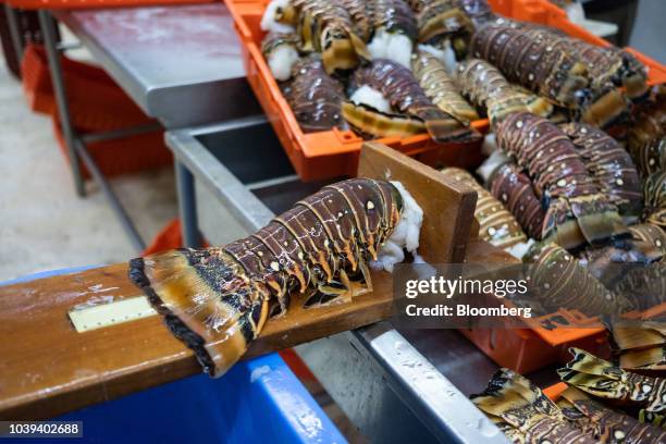 Lobster tail sits after being measured at a packing facility in Progreso, Yucatan state, Mexico, on Wednesday, Sept. 5, 2018. The Mexican economy is...