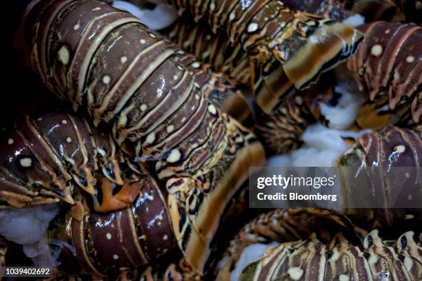 Lobster tails sit at a packing facility in Progreso, Yucatan state, Mexico, on Wednesday, Sept. 5, 2018. The Mexican economy is set to expand 2.1%...