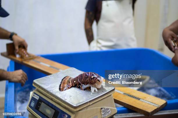 Workers measure and weigh lobster tails at a packing facility in Progreso, Yucatan state, Mexico, on Wednesday, Sept. 5, 2018. The Mexican economy is...