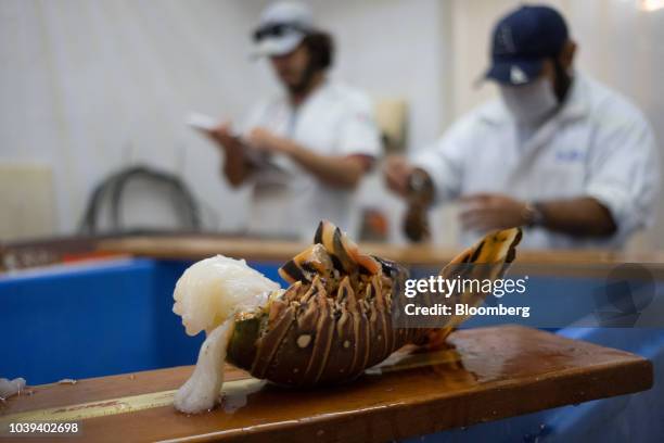 Lobster tail sits after being measured at a packing facility in Progreso, Yucatan state, Mexico, on Wednesday, Sept. 5, 2018. The Mexican economy is...