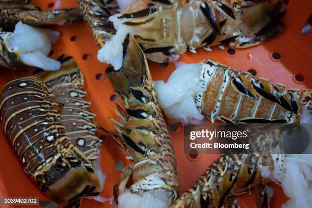 Lobster tails sit at a packing facility in Progreso, Yucatan state, Mexico, on Wednesday, Sept. 5, 2018. The Mexican economy is set to expand 2.1%...