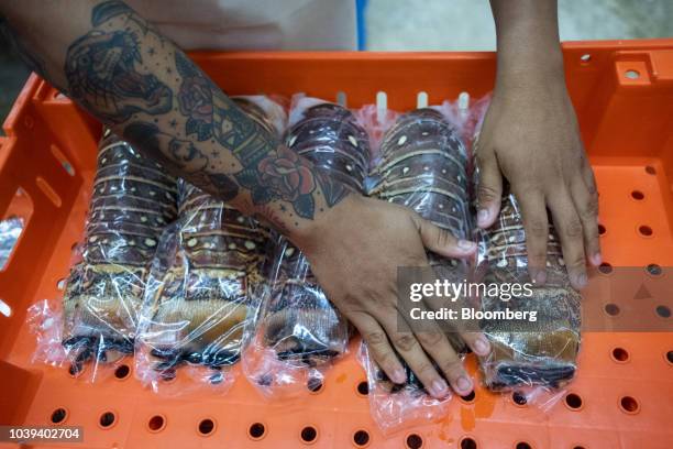 Worker seals lobster tails prior to freezing at a packing facility in Progreso, Yucatan state, Mexico, on Wednesday, Sept. 5, 2018. The Mexican...