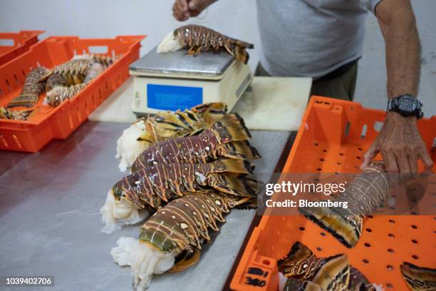 Worker weighs lobster tails at a packing facility in Progreso, Yucatan state, Mexico, on Wednesday, Sept. 5, 2018. The Mexican economy is set to...