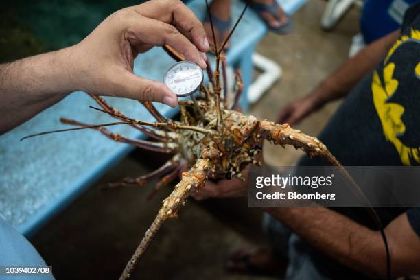 Workers measure the temperature of a live lobster at a packing facility in Progreso, Yucatan state, Mexico, on Wednesday, Sept. 5, 2018. The Mexican...