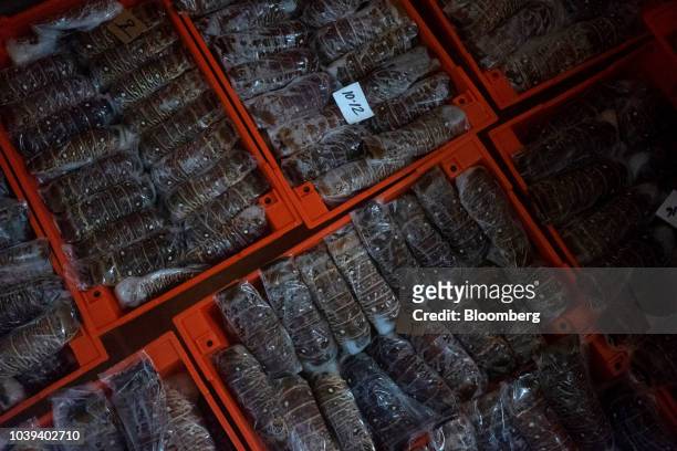 Frozen lobster tails sit in crates at a packing facility in Progreso, Yucatan state, Mexico, on Wednesday, Sept. 5, 2018. The Mexican economy is set...