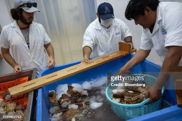 Workers move lobster tails to be measured at a packing facility in Progreso, Yucatan state, Mexico, on Wednesday, Sept. 5, 2018. The Mexican economy...