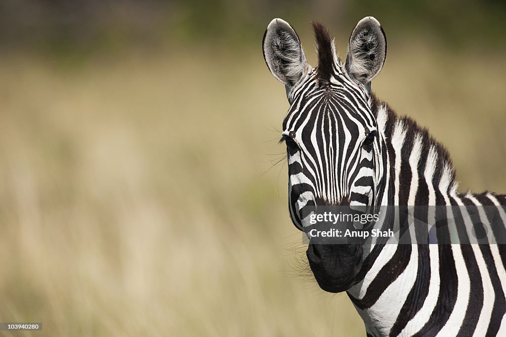 Common or Plains zebra portrait