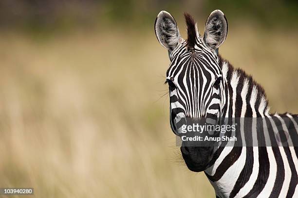 common or plains zebra portrait  - zebra stock-fotos und bilder