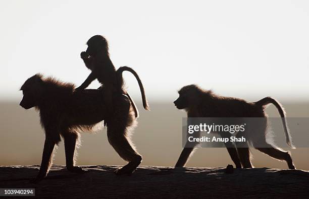 olive baboon with baby and a juvenile walking  - baboon stock pictures, royalty-free photos & images