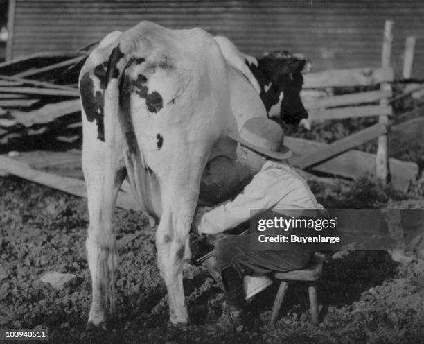 Cow Stool Cow Stools Photos and Premium High Res Pictures - Getty Images