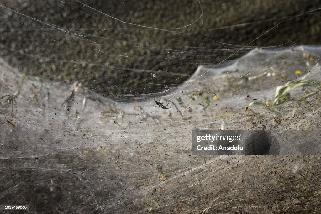 Gigantic spiderweb covers land in Aitoliko