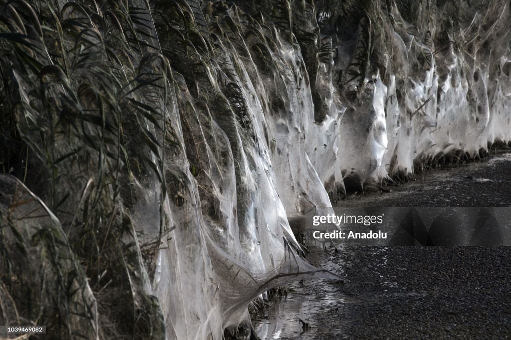 Gigantic spiderweb covers land in Aitoliko
