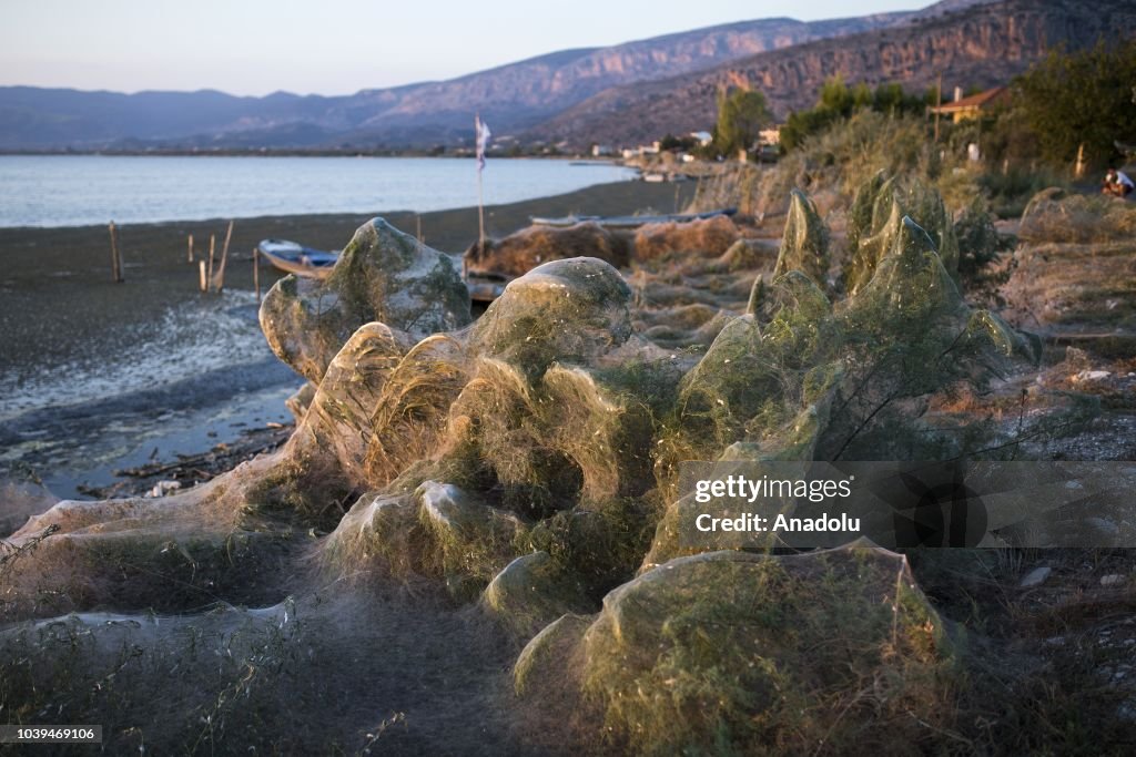 Gigantic spiderweb covers land in Aitoliko