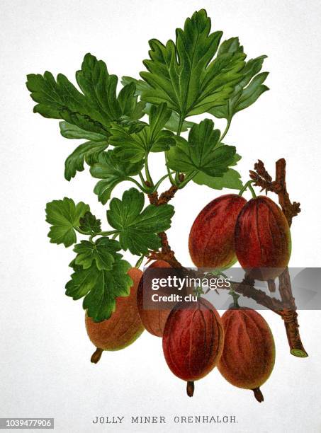 gooseberry with green leaves on white background - gooseberries stock illustrations