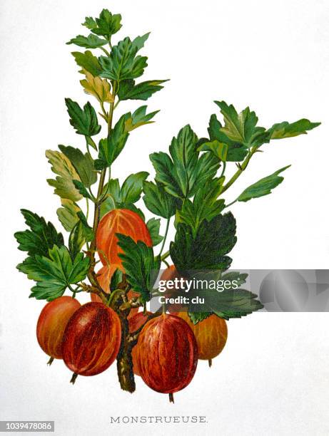 gooseberry with green leaves on white background - gooseberries stock illustrations