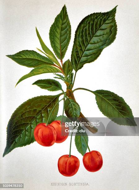 cherries with green leaves on white background - cherry stock illustrations